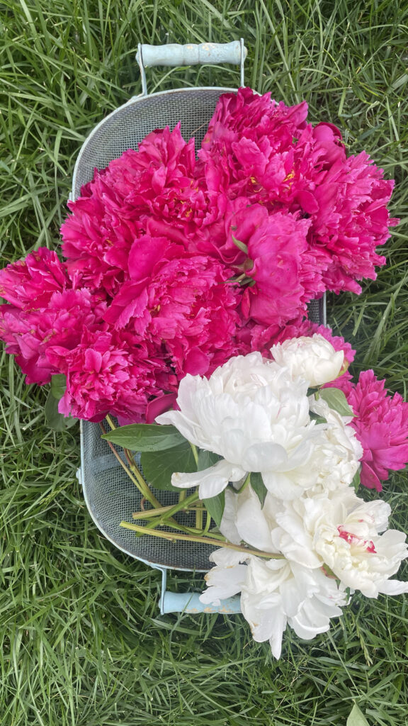 A photographer shares a photo of her homegrown peonies in a personal blog post about summer