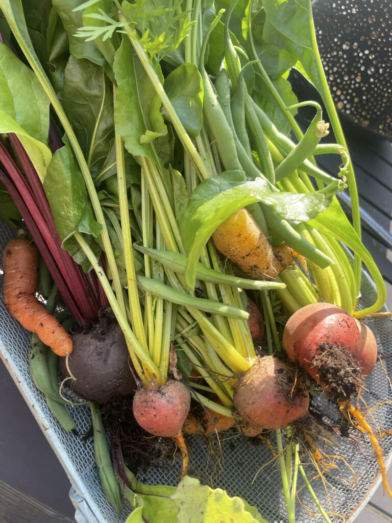 Homegrown root vegetables from a personal home garden in Wheaton, IL.