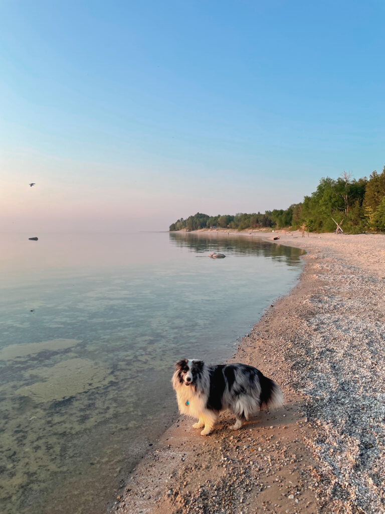 Shetland Sheepdog at Christmas Cove in Northport, Michigan.