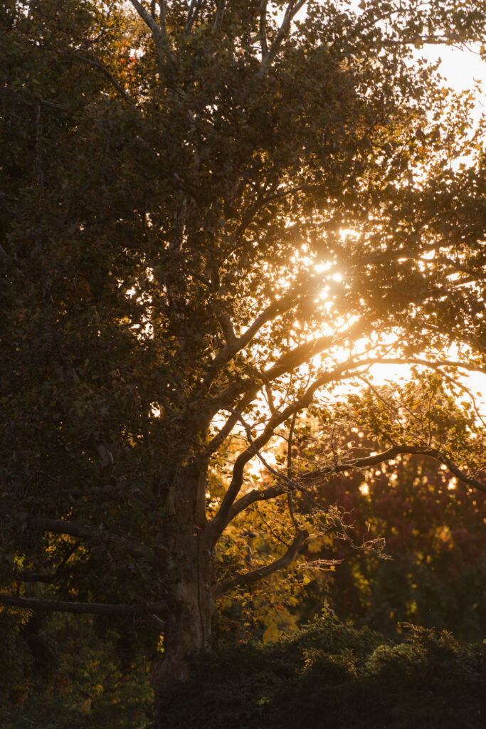 Sunlight shining through trees at Morton Arboretum in autumn